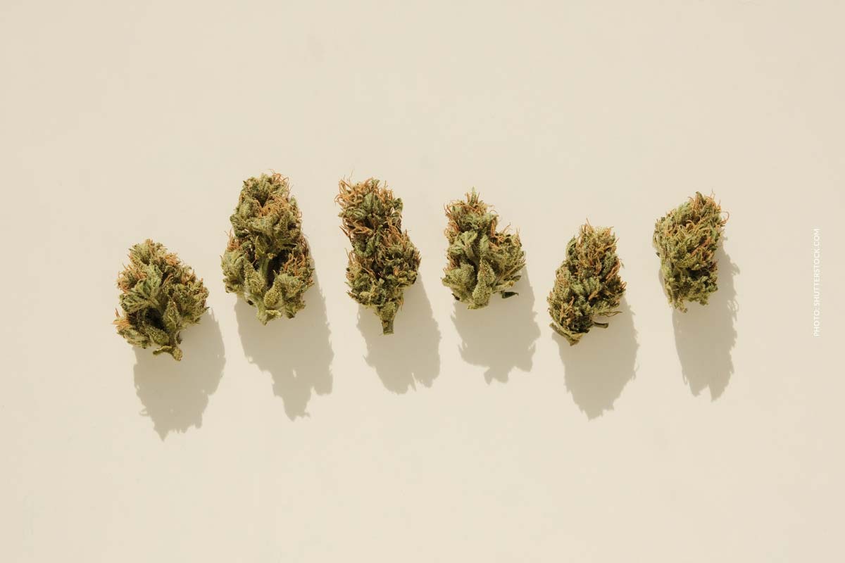 Super Lemon Haze: Sorte, Wirkung & THC Gehalt
