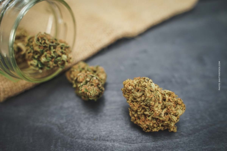 Blackberry Kush: Sorte, Wirkung & THC Gehalt