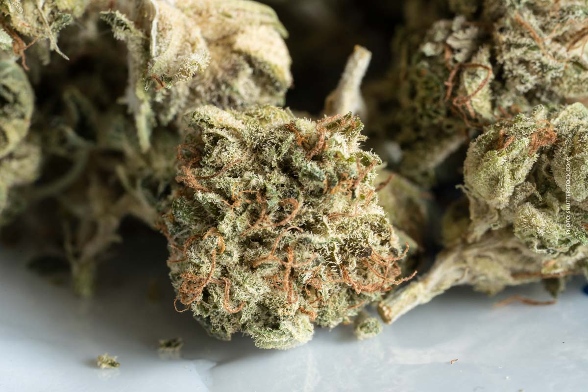 Apple Fritter: Sorte, Wirkung & THC Gehalt