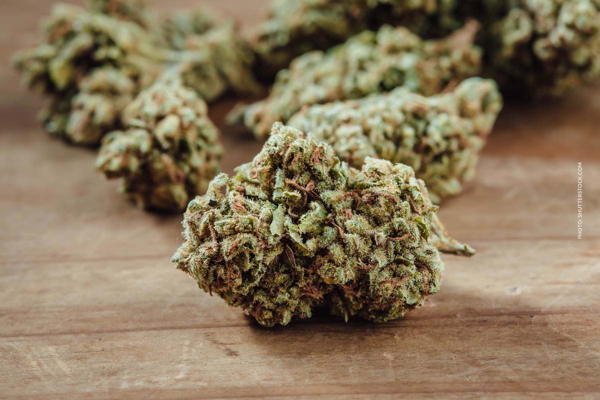 Sunset Sherbet: Sorte, Aroma & THC Gehalt