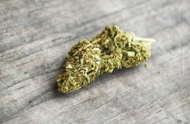 Mimosa EVO: Sorte, Wirkung & THC Gehalt