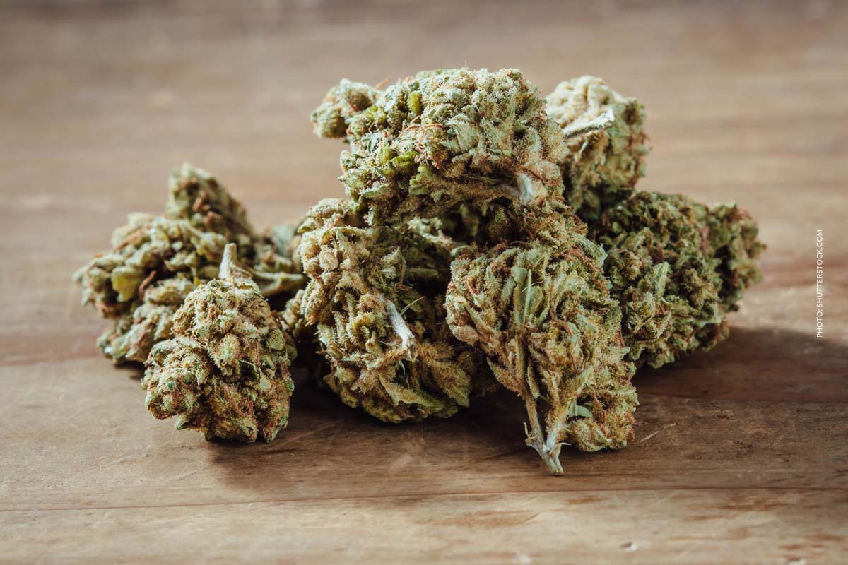 VenomZ Eve: Sorte, Aroma & THC Gehalt
