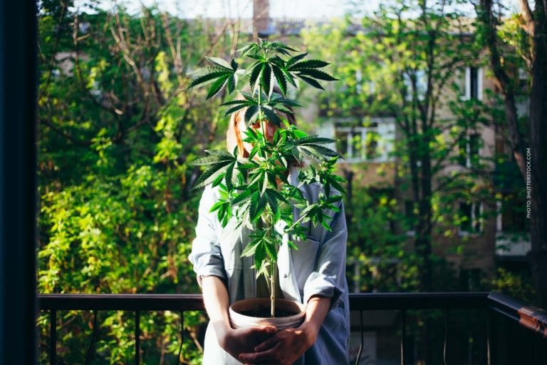 Dealer freuen sich! CDU will Cannabis-Gesetz kippen: Arztpflicht + Versandverbot