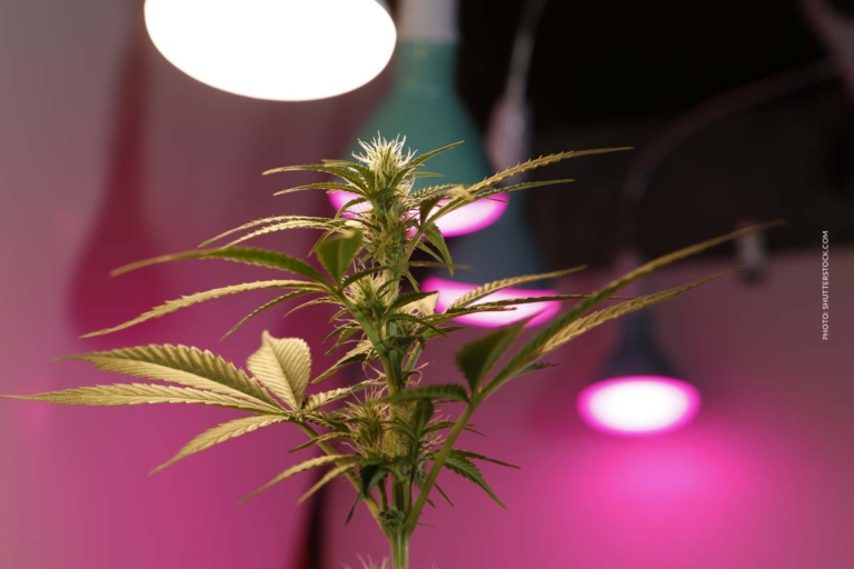 Cannabisrezept beim Hausarzt: Anwendung, Nutzen & Richtlinien