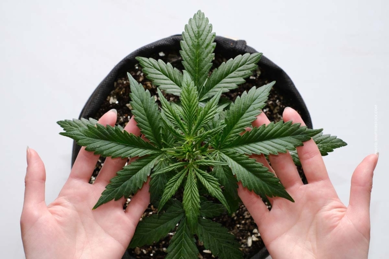 Cannabis Entzug: Symptome, Behandlung & Hilfe