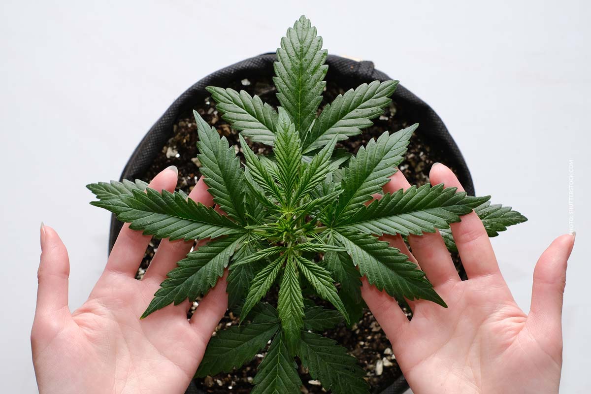 Cannabis Aufbewahrung: Tipps, Methoden, Haltbarkeit & Sicherheit