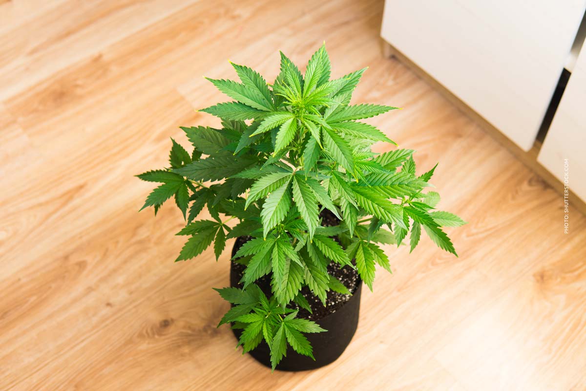 Cannabis Konzentrate: Wirkung, Anwendung & Risiken
