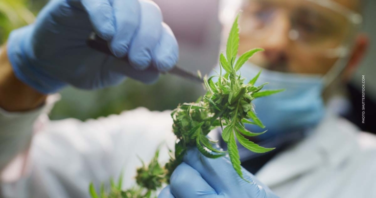 Cannabis Hersteller: Produktion, Qualität & Vertrieb
