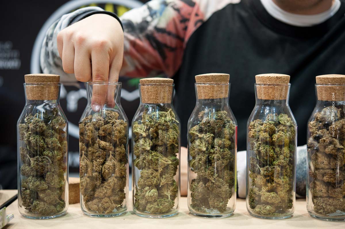 Cannabis Blüten: Sorte, Wirkung & THC Gehalt