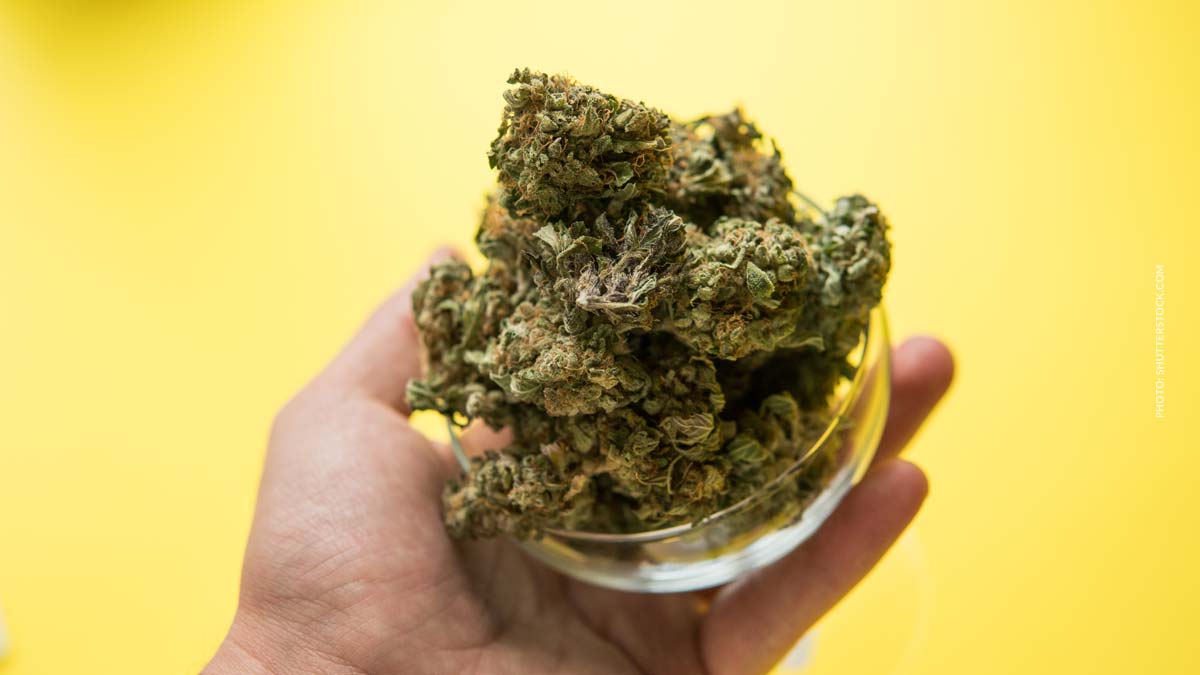 Imperial OG: Wirkung, Anbau, Rechtlage & Ernteertrag