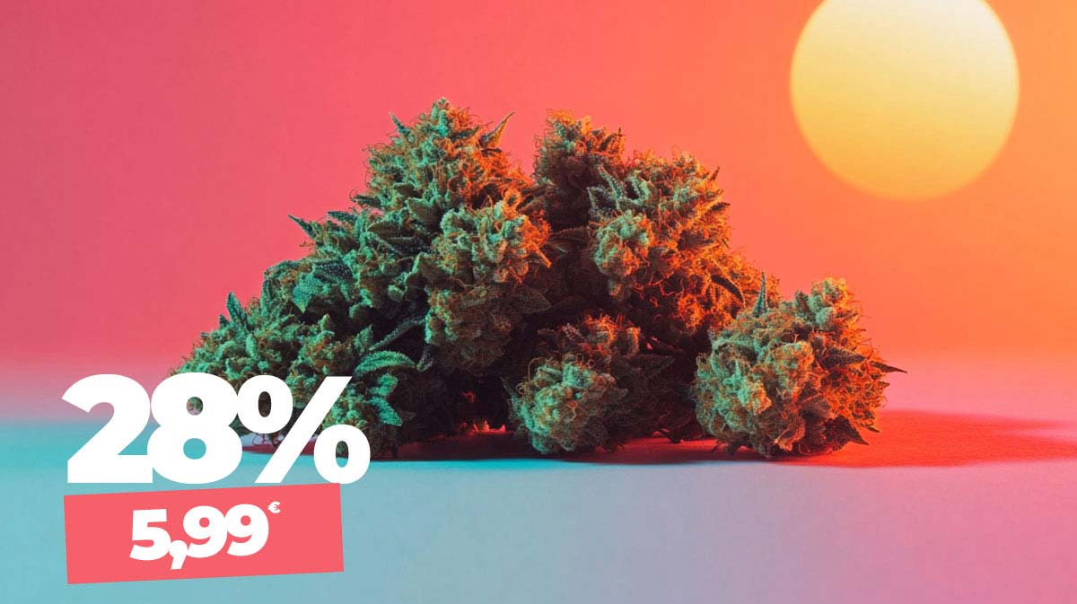 Hoher THC Gehalt, viel Sativa & günstig: Teste jetzt Sour Sundae für nur 5,99