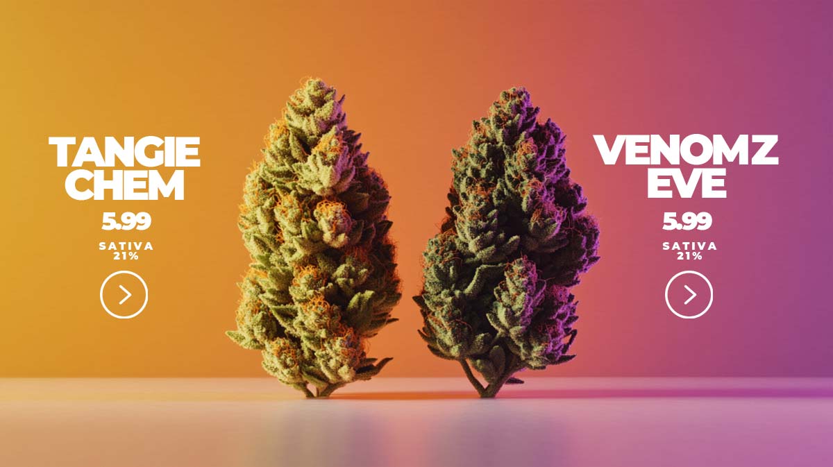 Cannamedical Extrakt (El Jefe) 25mg/ml THC, 30 ml: Anwendung, Potenz & Vorteile
