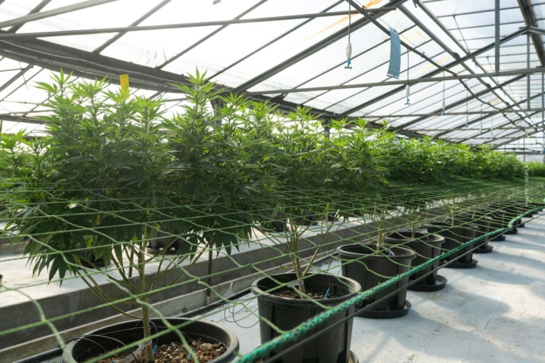 SPD Cannabis: Legalisierung, Anbau, Social Clubs & Co.