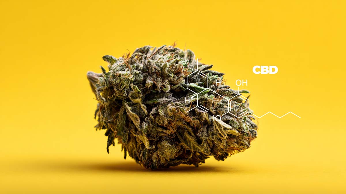 Cannabis Langzeitfolgen: Risiken, Gesundheit & Zukunft
