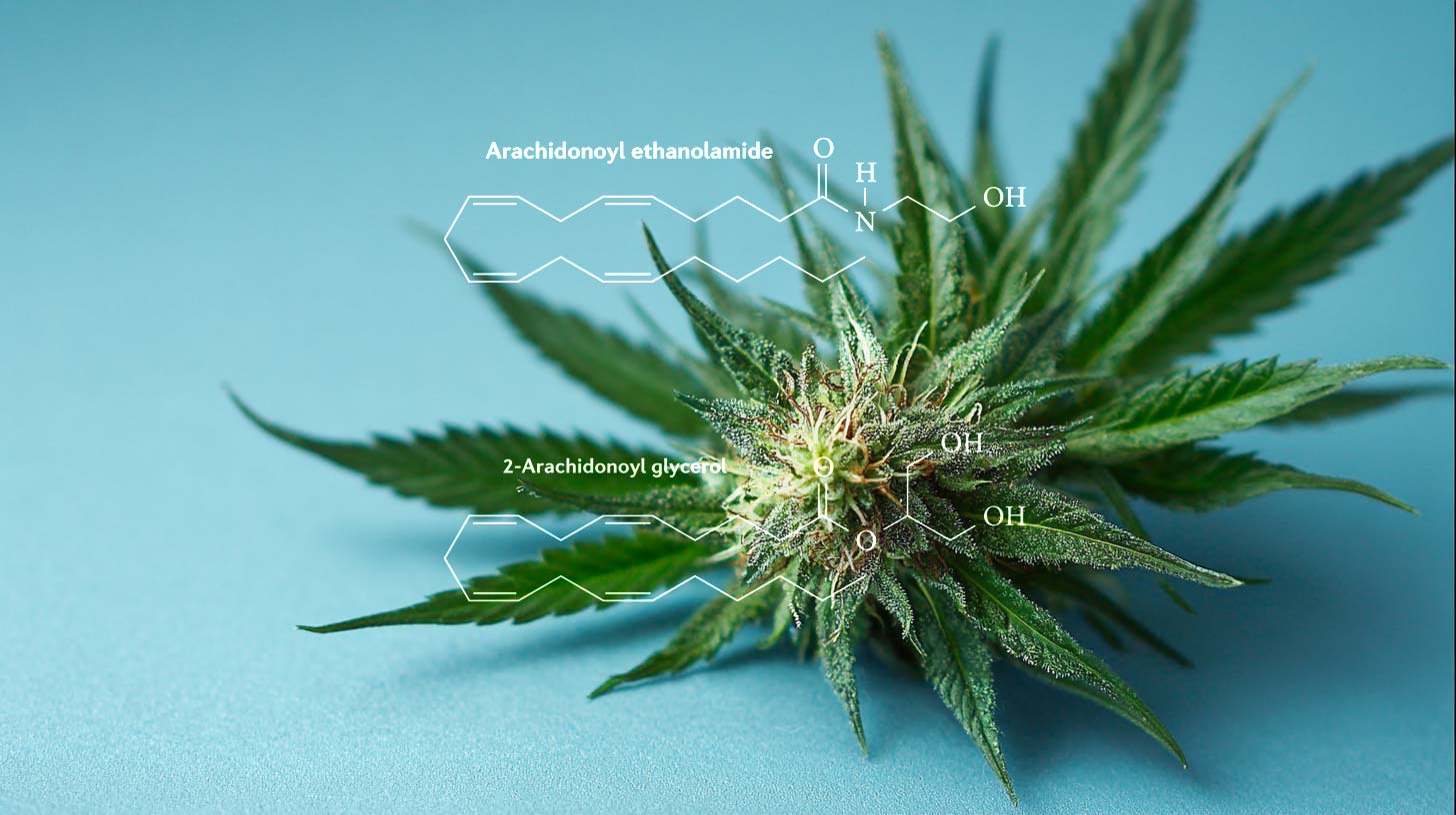 Cannabis bei Parkinson: Linderung, Behandlung, Forschung & Nebenwirkungen