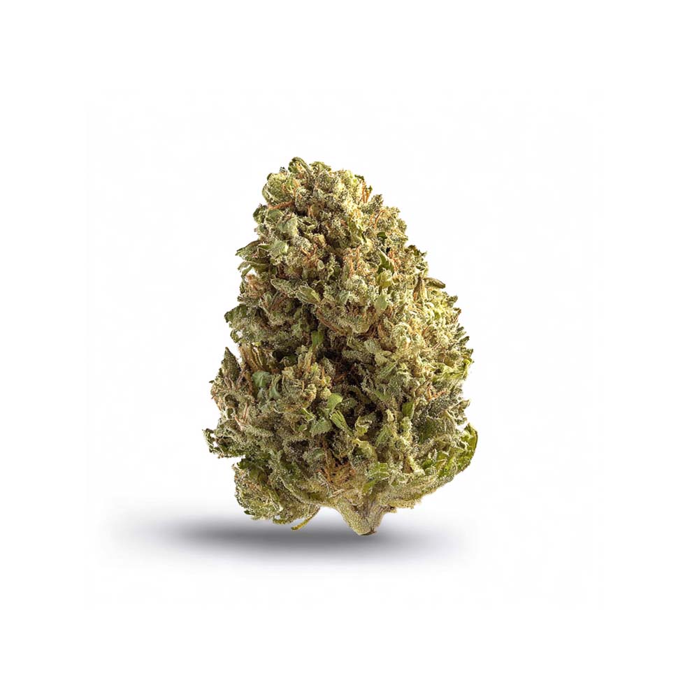 Shop Cannabis Rezept Cannabisblute Blute Super Silver Haze Weed Bestellen Kaufen Shop