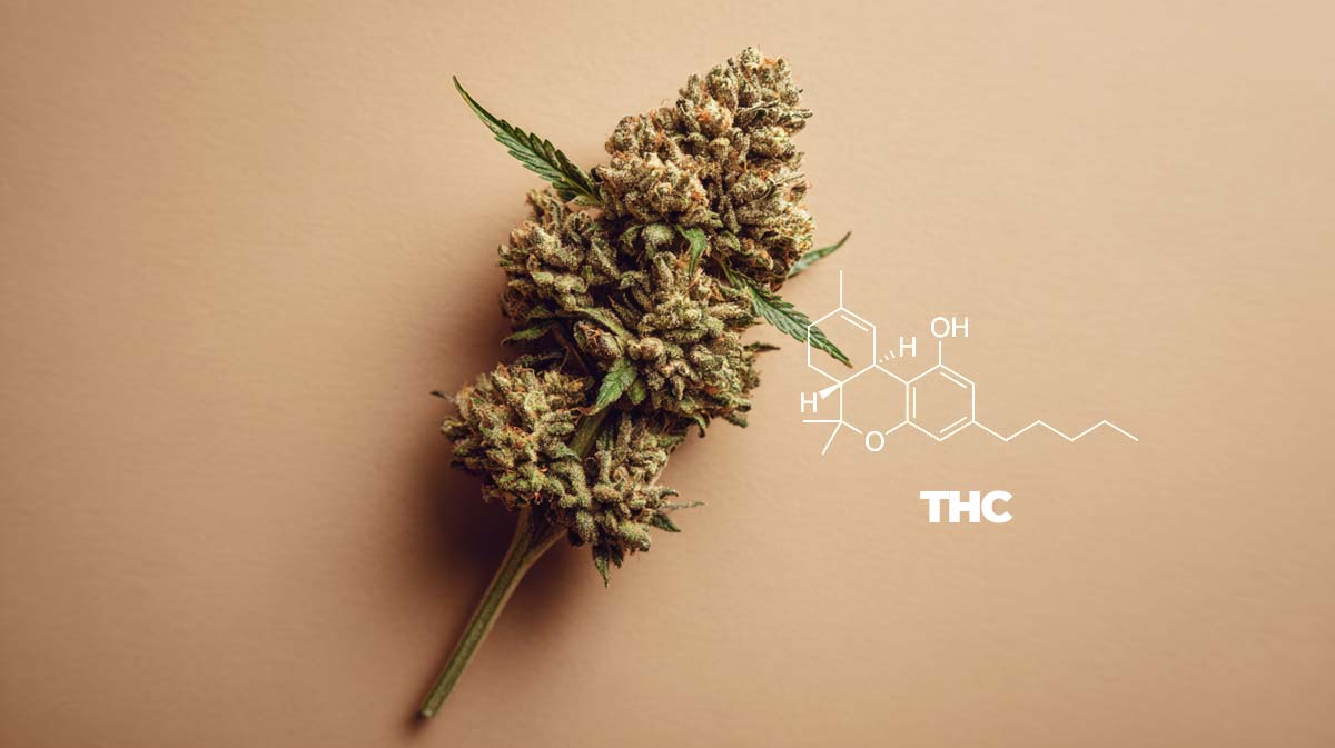 Jay-Z: Der Geschäftsmann im Weed-Game + ‚Monogram‘