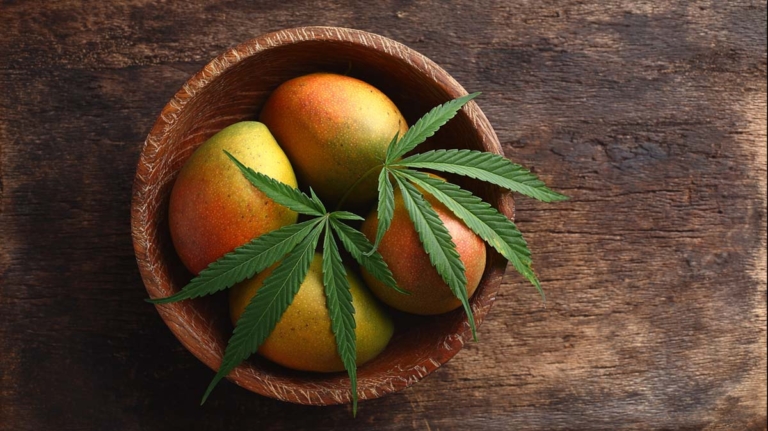 Cannabis Tee: Zubereitung, Wirkung, Geschmack & Anwendung