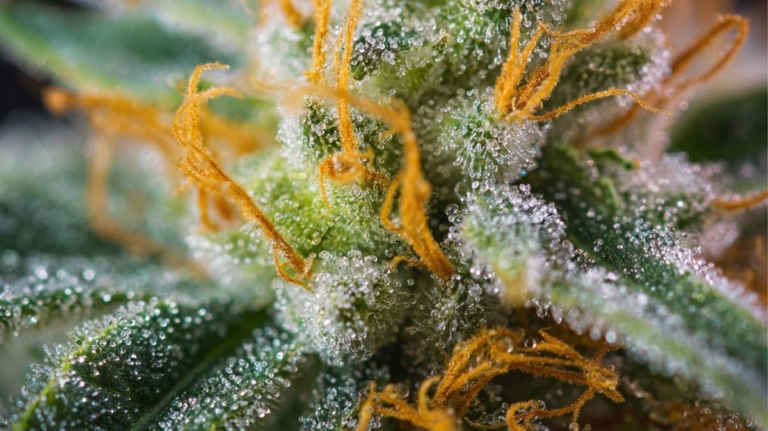 Ibuprofen und Cannabis: Wechselwirkungen, Schmerzen & Erfahrungen