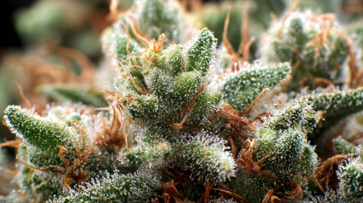 White Sorten: Top 12 Strains – Liste, Namen, Wirkung & Herkunft