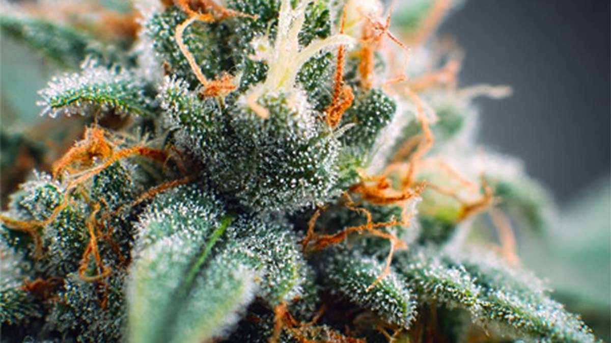 Cedren Cannabis Terpen: Aroma, Geschmack, Effekt & Wirkung