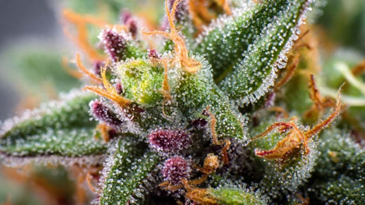 Blue Dream: Sorte, Aroma & THC Gehalt