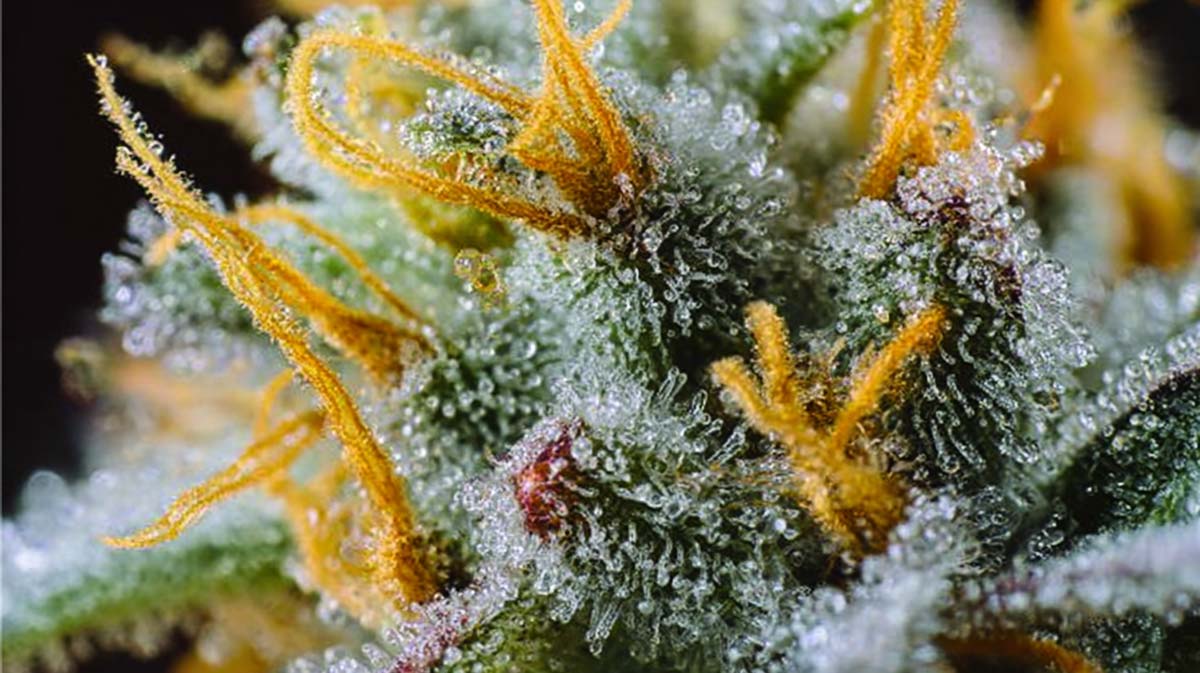 CBGA Cannabis: Wirkung, Effekt, Blüten, Rezept & Shop – Cannabigerolsäure