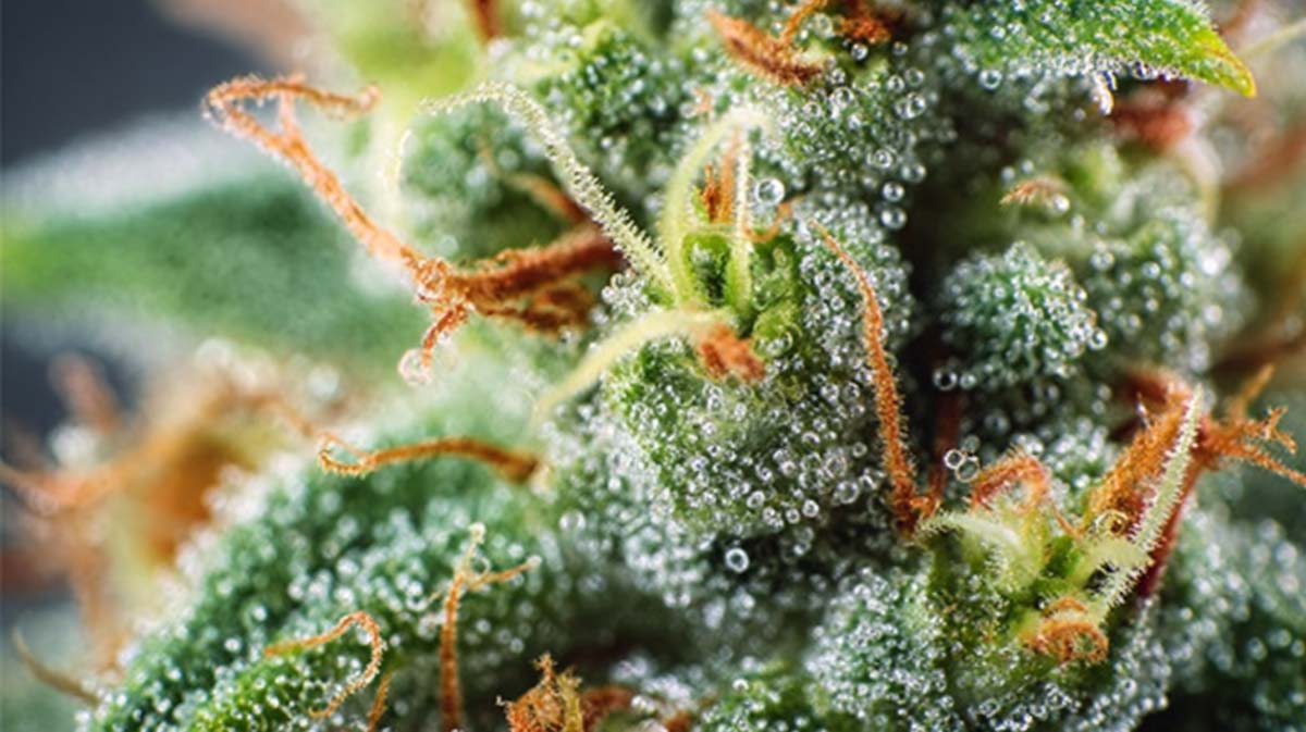 Nerolidol Cannabis Terpen: Aroma, Geschmack, Effekt & Wirkung