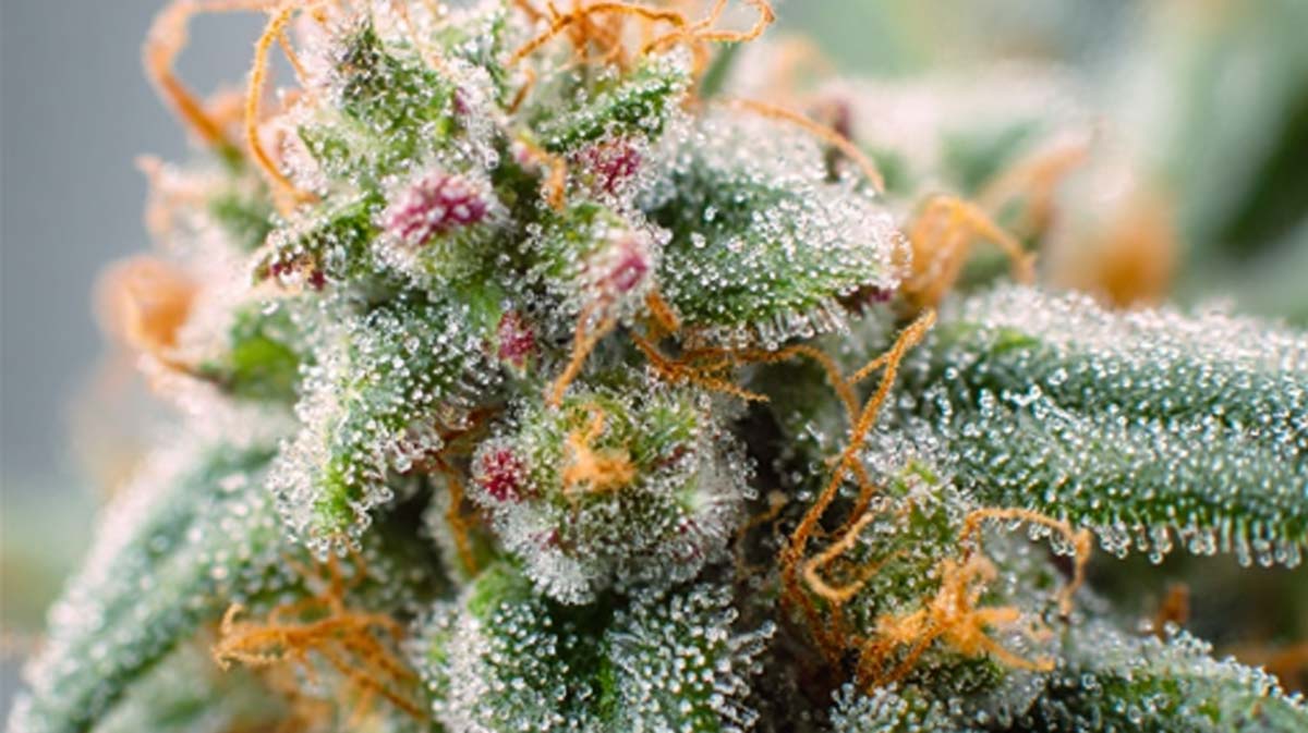 Pineapple Kush: Sorte, Wirkung & THC Gehalt