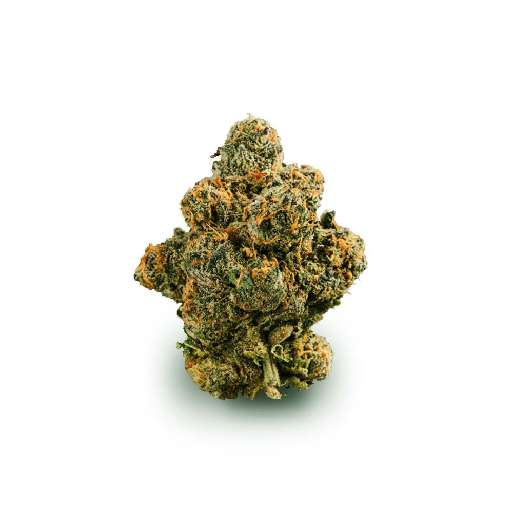 Bud Gastro Pop Shop