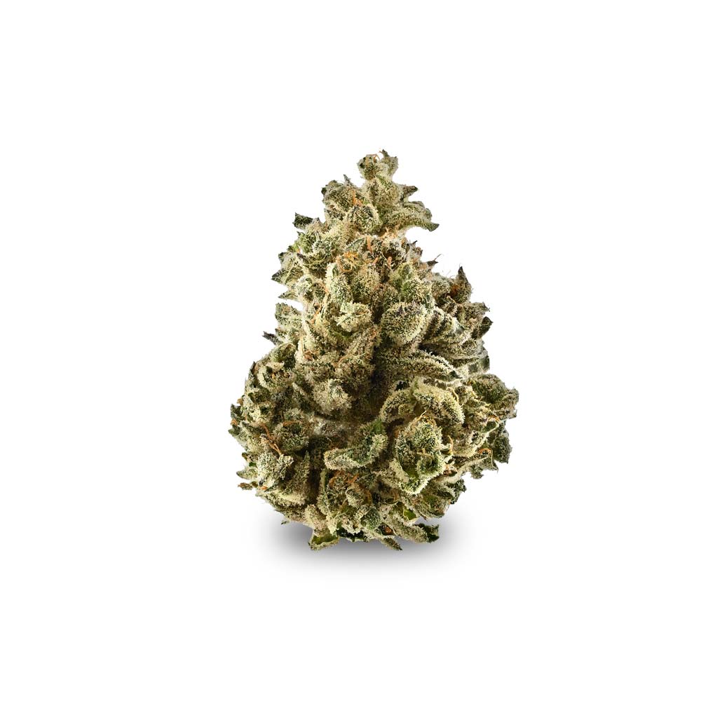 Holly Roller Cannabis Arzt Rezept Apotheke Shop Blute Thc Wirkung