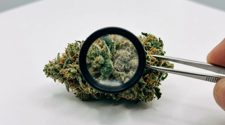 THC oder CBD? Unterschiede, Anwendung, Nutzen & Legalität